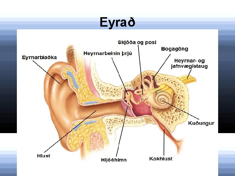 Eyrað 