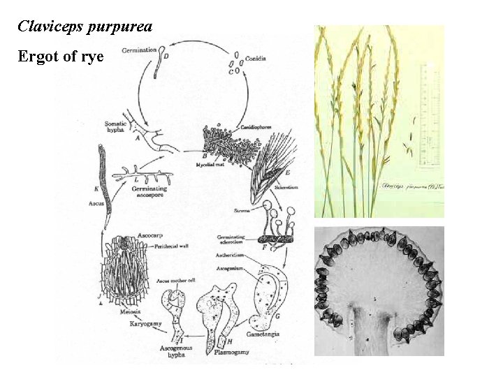 Claviceps purpurea Ergot of rye 