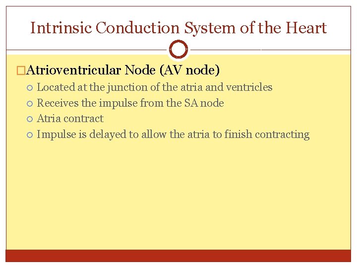Intrinsic Conduction System of the Heart �Atrioventricular Node (AV node) Located at the junction