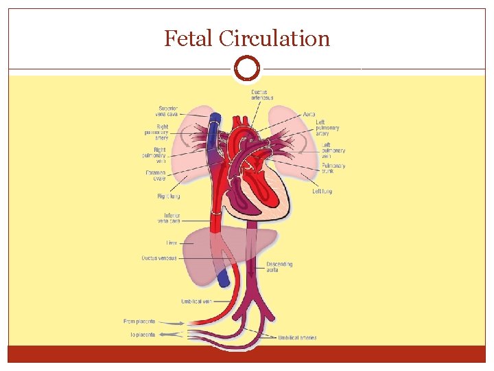 Fetal Circulation 