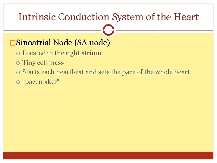 Intrinsic Conduction System of the Heart �Sinoatrial Node (SA node) Located in the right