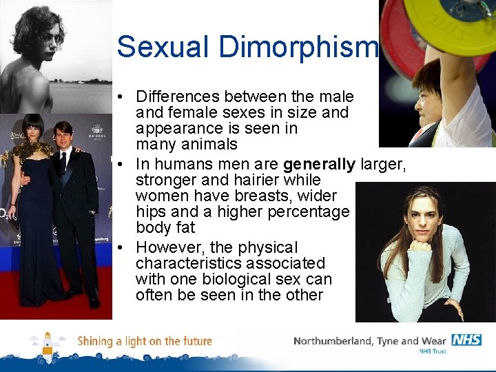 Sexual Dimorphism • Differences between the male and female sexes in size and appearance