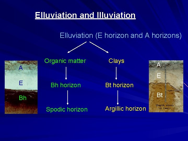 Elluviation and Illuviation Elluviation (E horizon and A horizons) Organic matter Clays A A