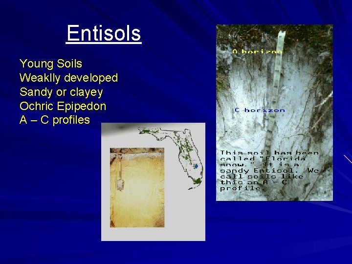 Entisols Young Soils Weaklly developed Sandy or clayey Ochric Epipedon A – C profiles