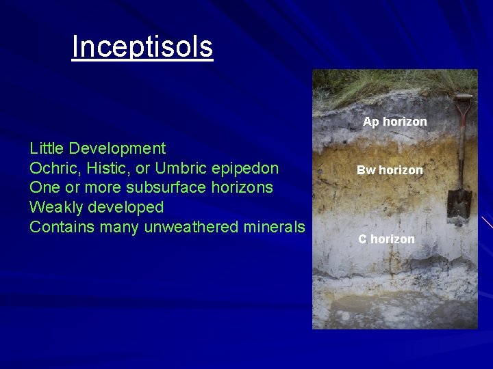 Inceptisols Ap horizon Little Development Ochric, Histic, or Umbric epipedon One or more subsurface