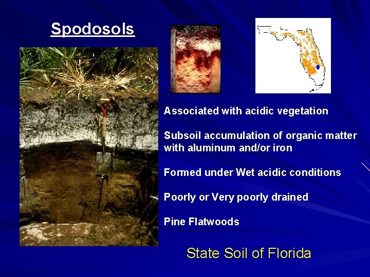 Spodosols Associated with acidic vegetation Subsoil accumulation of organic matter with aluminum and/or iron