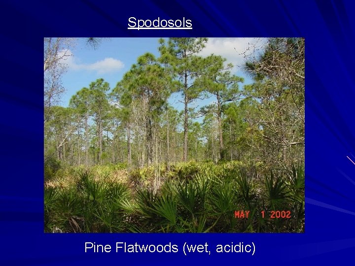 Spodosols Pine Flatwoods (wet, acidic) 