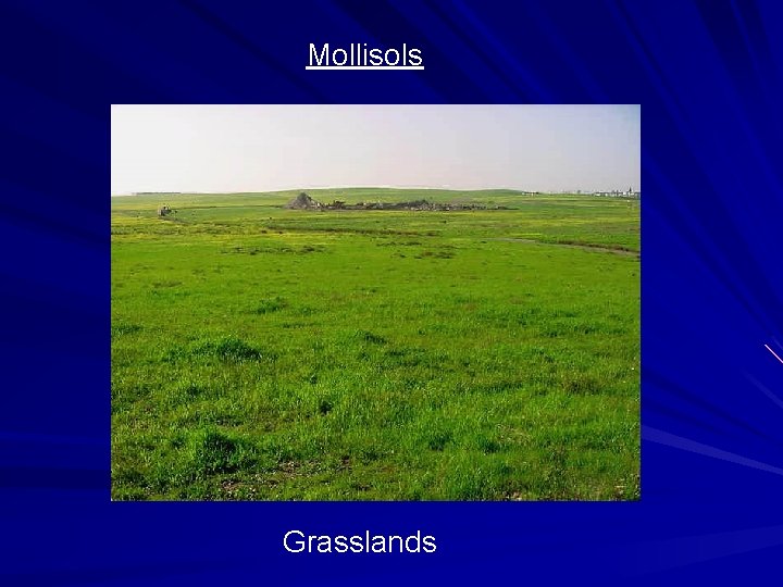 Mollisols Grasslands 