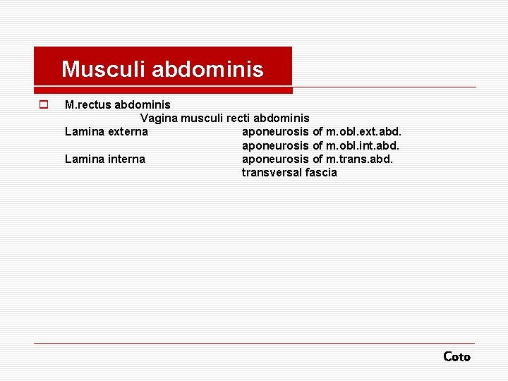 Musculi abdominis o M. rectus abdominis Vagina musculi recti abdominis Lamina externa aponeurosis of