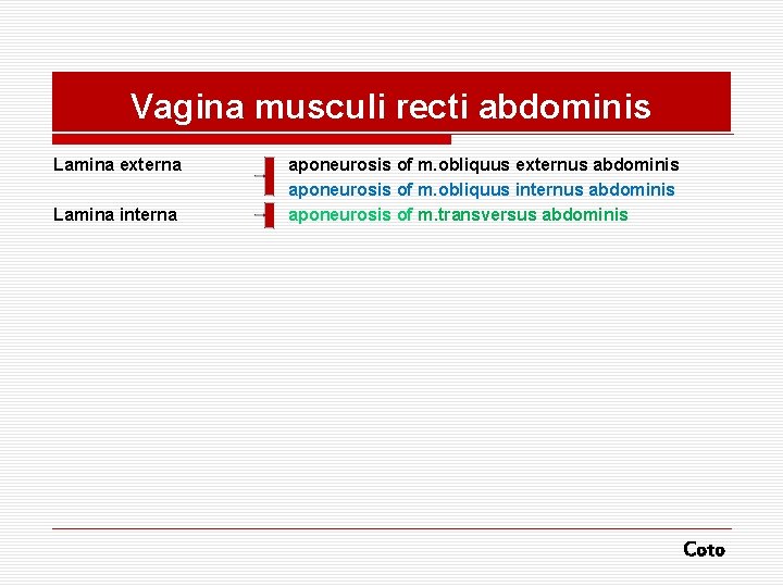 Vagina musculi recti abdominis Lamina externa Lamina interna aponeurosis of m. obliquus externus abdominis