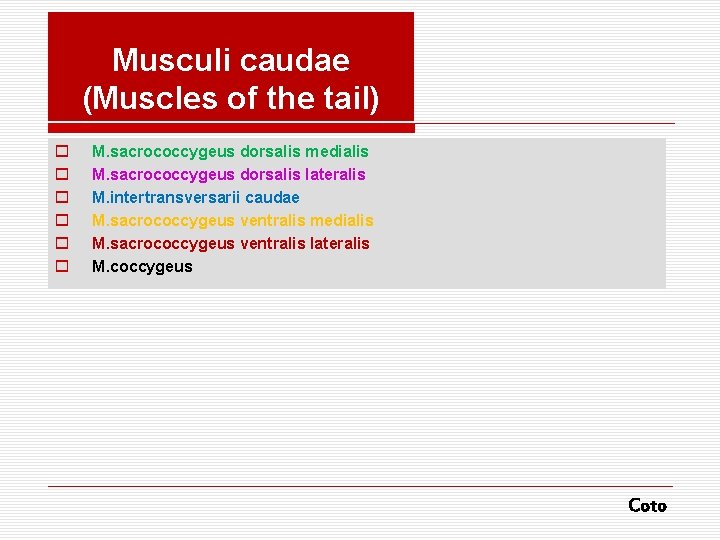 Musculi caudae (Muscles of the tail) o o o M. sacrococcygeus dorsalis medialis M.