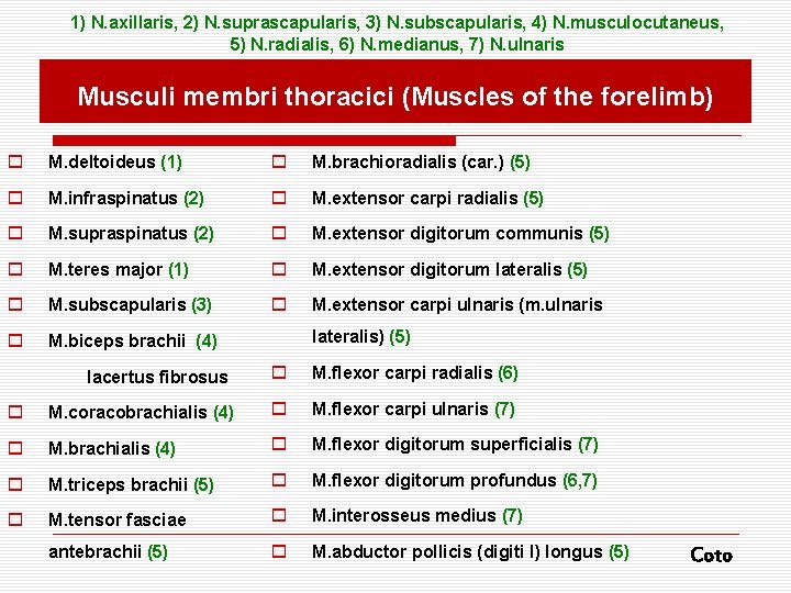 1) N. axillaris, 2) N. suprascapularis, 3) N. subscapularis, 4) N. musculocutaneus, 5) N.