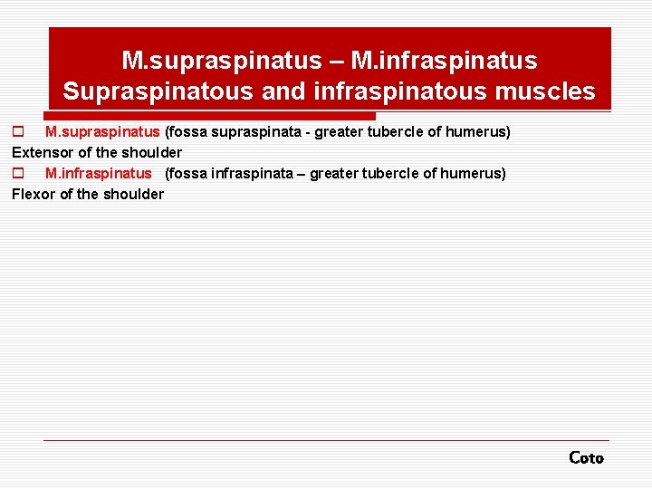 M. supraspinatus – M. infraspinatus Supraspinatous and infraspinatous muscles o M. supraspinatus (fossa supraspinata