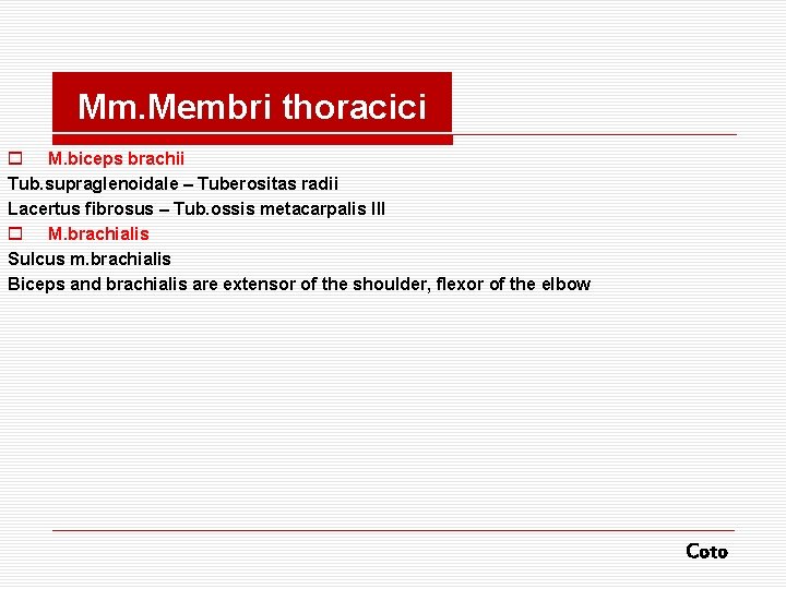 Mm. Membri thoracici o M. biceps brachii Tub. supraglenoidale – Tuberositas radii Lacertus fibrosus