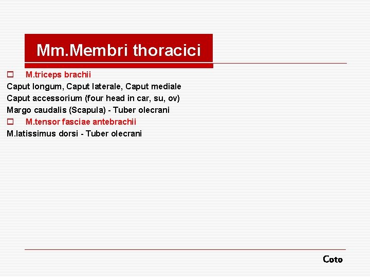 Mm. Membri thoracici o M. triceps brachii Caput longum, Caput laterale, Caput mediale Caput