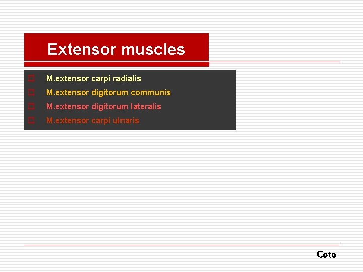 Extensor muscles o M. extensor carpi radialis o M. extensor digitorum communis o M.