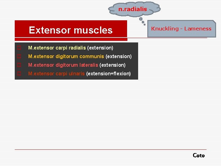 n. radialis Extensor muscles o M. extensor carpi radialis (extension) o M. extensor digitorum