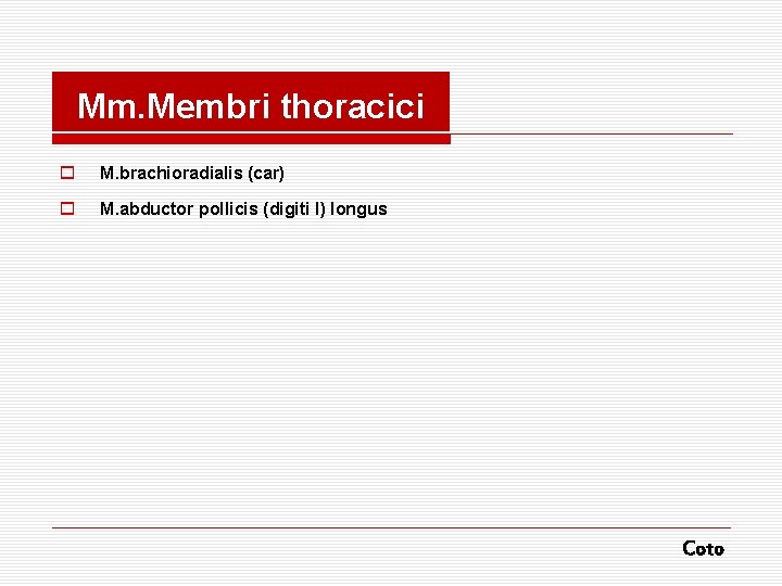 Mm. Membri thoracici o M. brachioradialis (car) o M. abductor pollicis (digiti I) longus