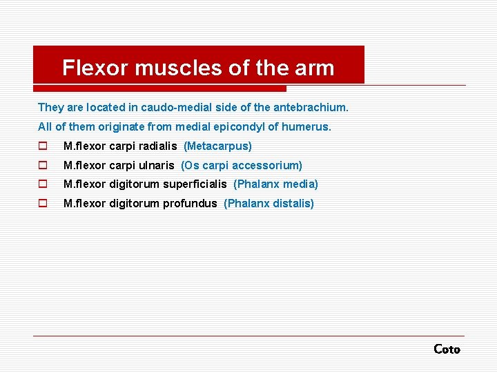 Flexor muscles of the arm They are located in caudo-medial side of the antebrachium.