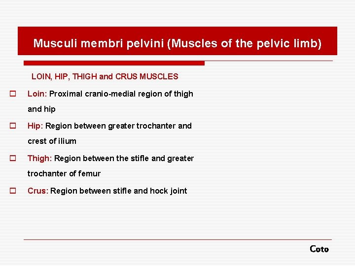 Musculi membri pelvini (Muscles of the pelvic limb) LOIN, HIP, THIGH and CRUS MUSCLES