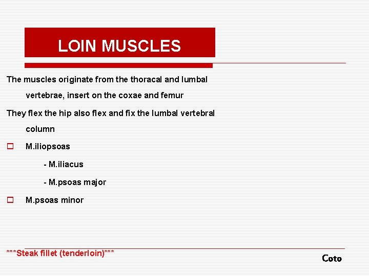 LOIN MUSCLES The muscles originate from the thoracal and lumbal vertebrae, insert on the