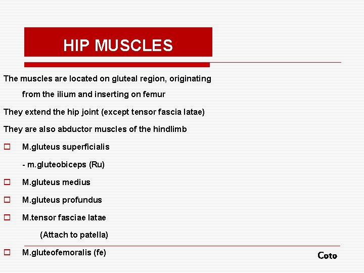 HIP MUSCLES The muscles are located on gluteal region, originating from the ilium and