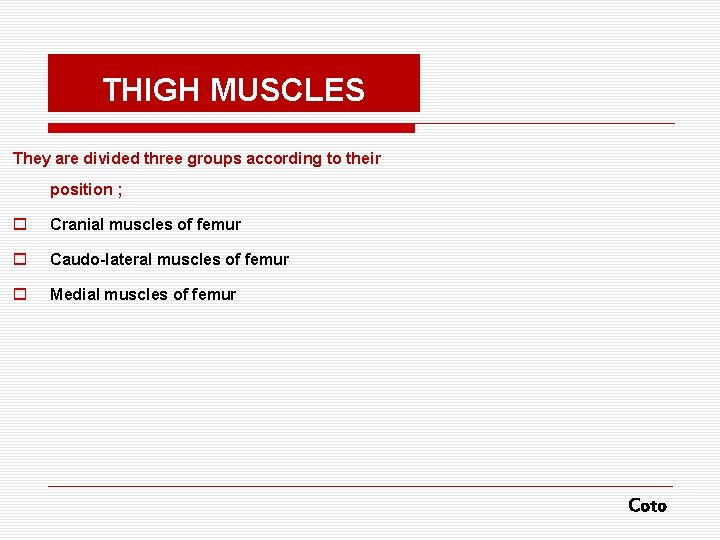 THIGH MUSCLES They are divided three groups according to their position ; o Cranial