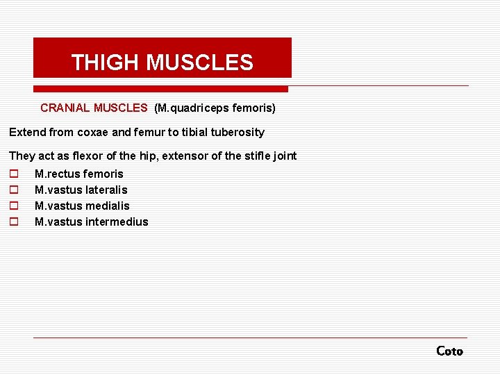 THIGH MUSCLES CRANIAL MUSCLES (M. quadriceps femoris) Extend from coxae and femur to tibial