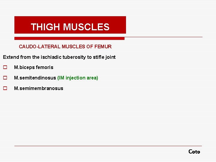 THIGH MUSCLES CAUDO-LATERAL MUSCLES OF FEMUR Extend from the ischiadic tuberosity to stifle joint