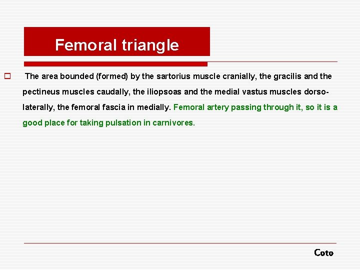 Femoral triangle o The area bounded (formed) by the sartorius muscle cranially, the gracilis