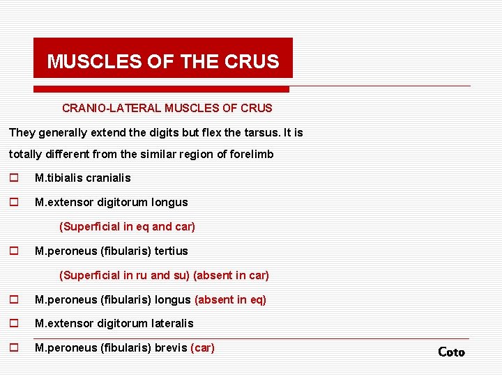 MUSCLES OF THE CRUS CRANIO-LATERAL MUSCLES OF CRUS They generally extend the digits but