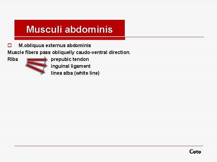 Musculi abdominis o M. obliquus externus abdominis Muscle fibers pass obliquelly caudo-ventral direction. Ribs