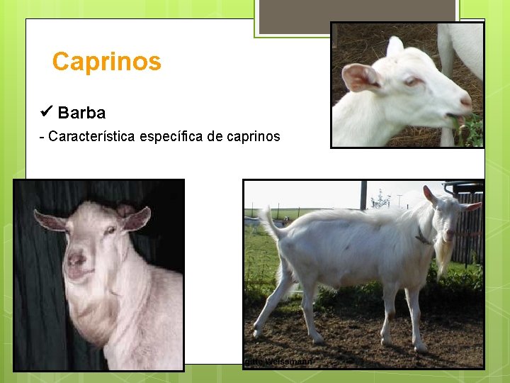 Caprinos Barba - Característica específica de caprinos 