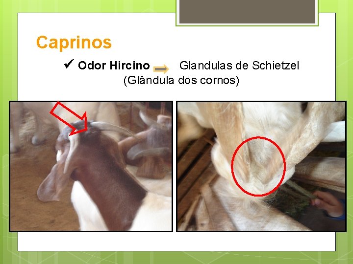 Caprinos Odor Hircino Glandulas de Schietzel (Glândula dos cornos) 