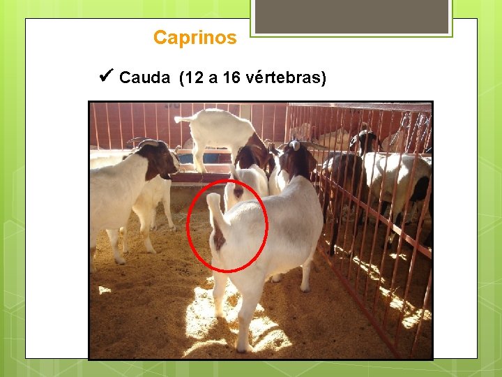 Caprinos Cauda (12 a 16 vértebras) 