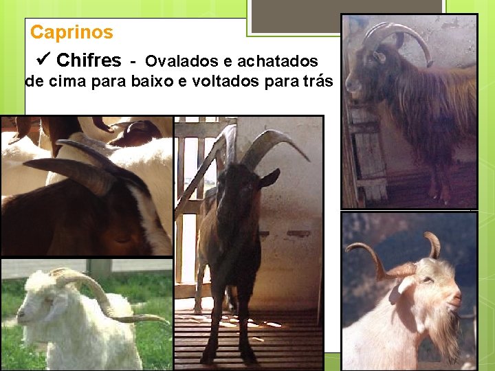 Caprinos Chifres - Ovalados e achatados de cima para baixo e voltados para trás