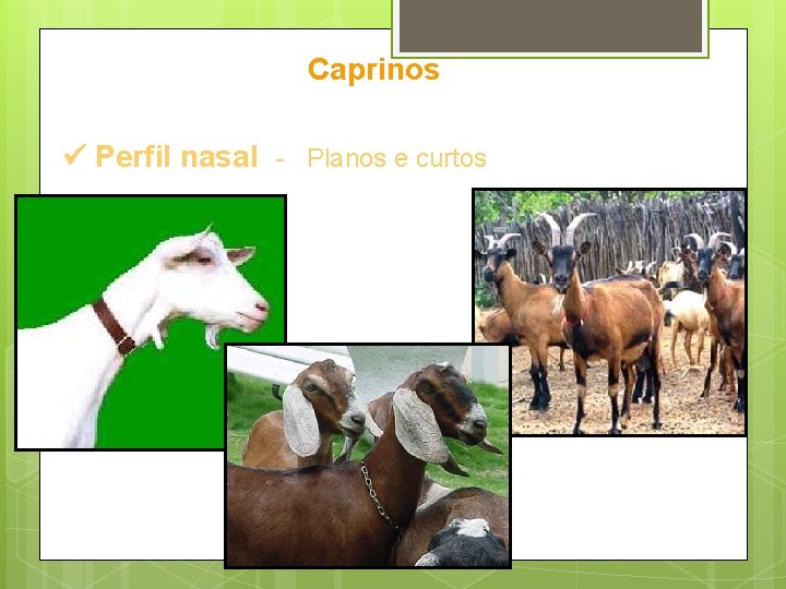 Caprinos Perfil nasal - Planos e curtos 