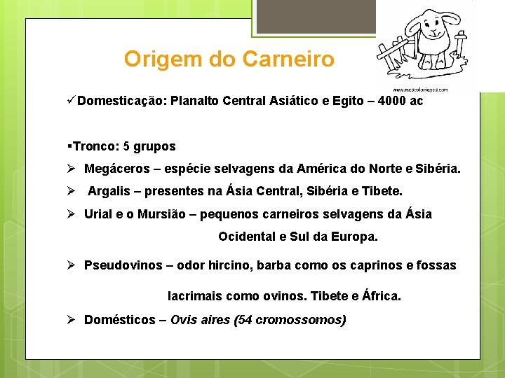 Origem do Carneiro üDomesticação: Planalto Central Asiático e Egito – 4000 ac §Tronco: 5