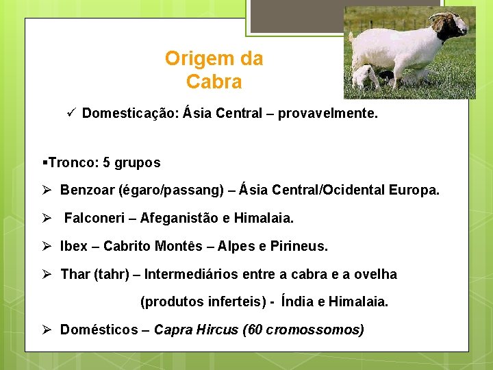 Origem da Cabra ü Domesticação: Ásia Central – provavelmente. §Tronco: 5 grupos Ø Benzoar