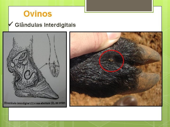 Ovinos Glândulas Interdigitais 