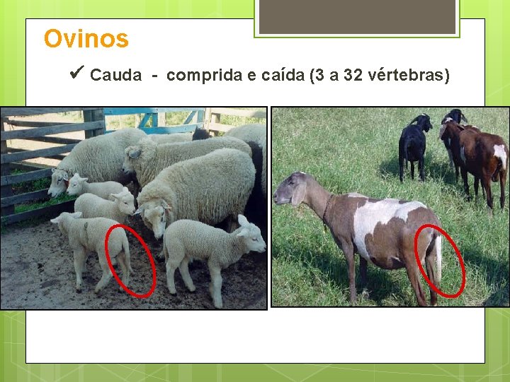 Ovinos Cauda - comprida e caída (3 a 32 vértebras) 