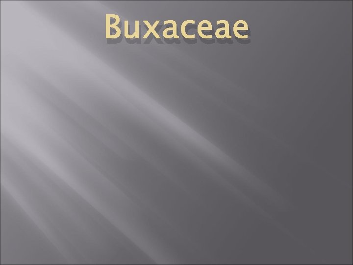 Buxaceae 