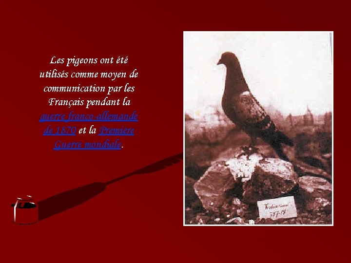 Les pigeons ont été utilisés comme moyen de communication par les Français pendant la
