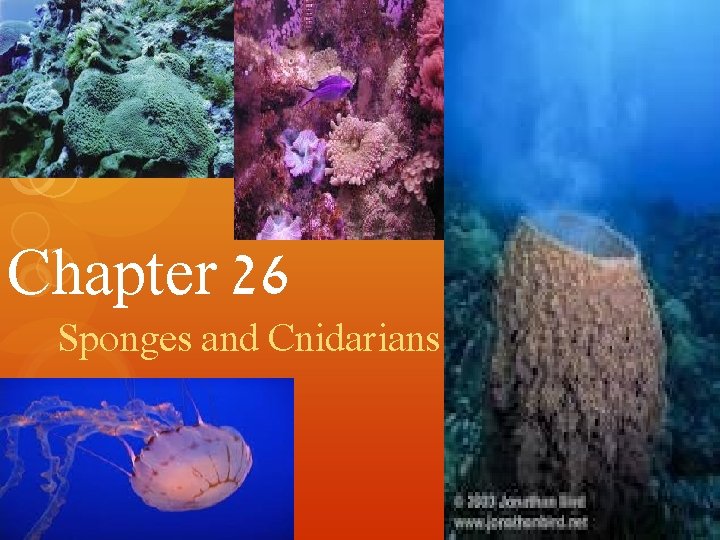 Chapter 26 Sponges and Cnidarians 