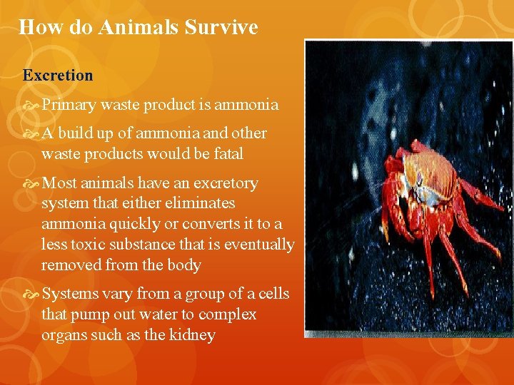 How do Animals Survive Excretion Primary waste product is ammonia A build up of