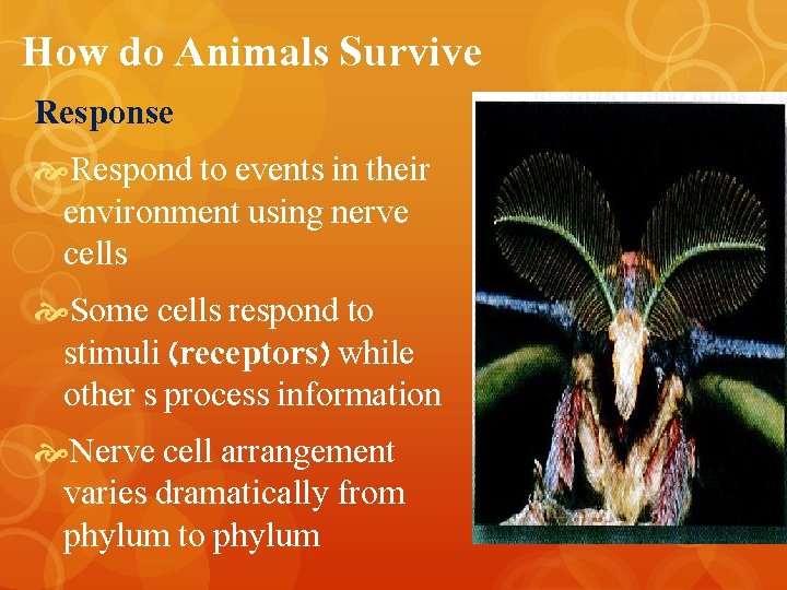 How do Animals Survive Response Respond to events in their environment using nerve cells