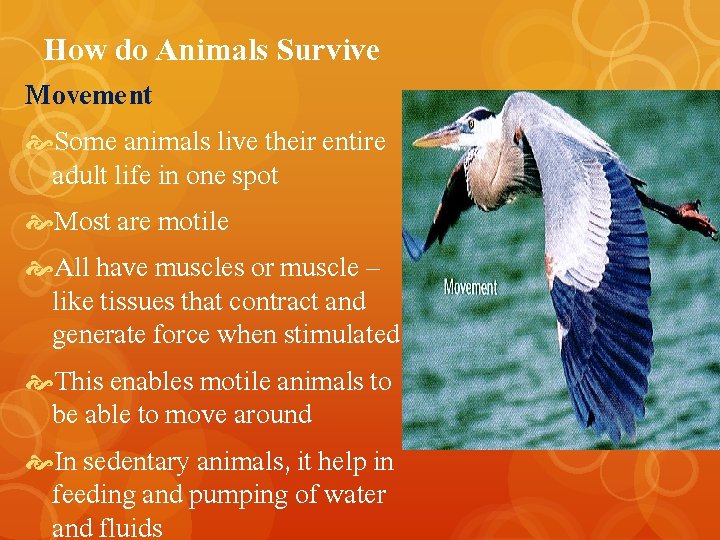 How do Animals Survive Movement Some animals live their entire adult life in one