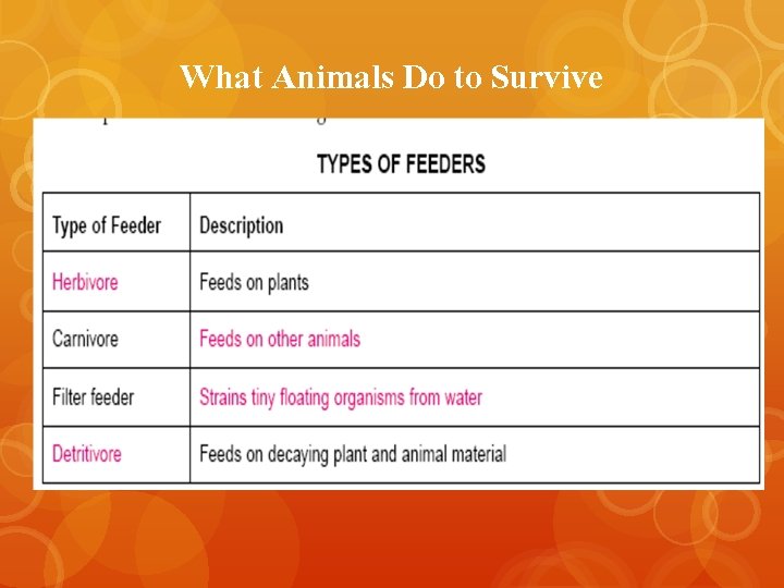 What Animals Do to Survive 