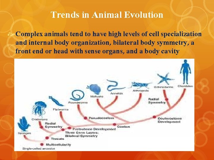 Trends in Animal Evolution Complex animals tend to have high levels of cell specialization