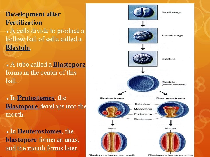 Development after Fertilization ●A cells divide to produce a hollow ball of cells called